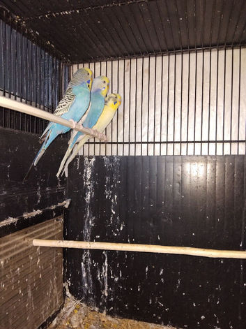 Budgies