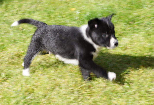 Top quality Border Collie Pups