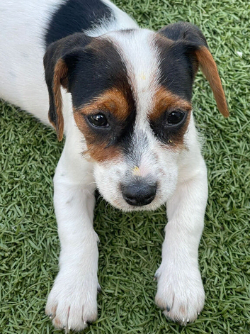 Jack Russel mix King Charles cavalier 12 week old girl