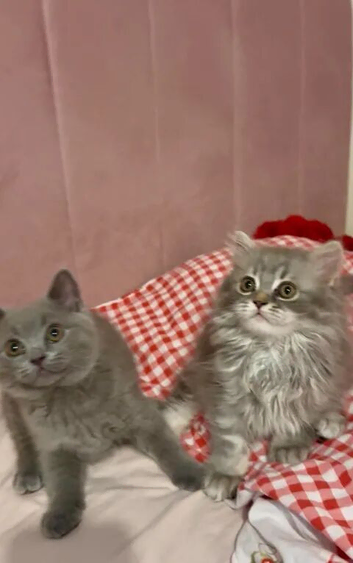 Two beautiful British Shorthair and Longhair Kittens