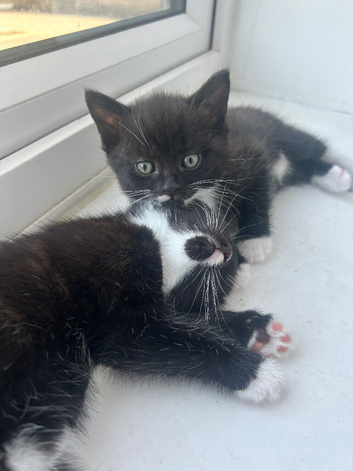 snowshoe x mainecoon x Russian white kittens