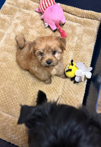 Yorkshire terrier pups,ready to Go