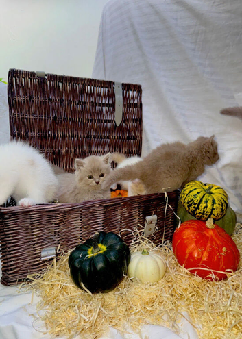GCCF/TICA British shorthair and British longhair