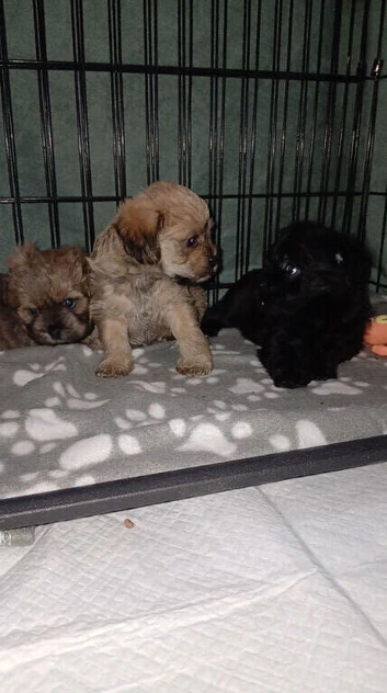 Stunning Shihpoos puppies