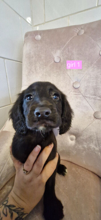 BEAUTIFUL WORKING COCKER SPANIEL PUPPIES READY NOW