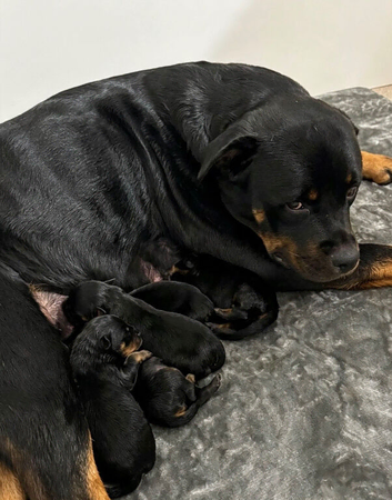 KC REGISTERED ROTTWEILER PUPPIES
