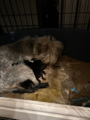 Pedigree Yorkshire terrier pups