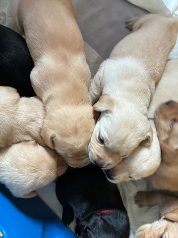 Labrador puppies