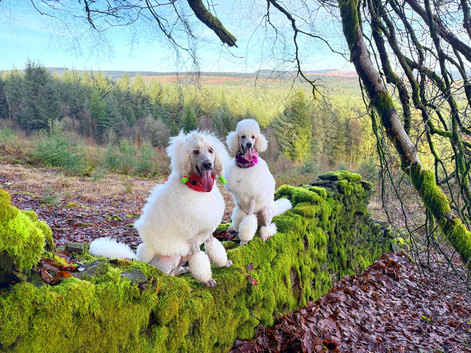 Standard poodle pups