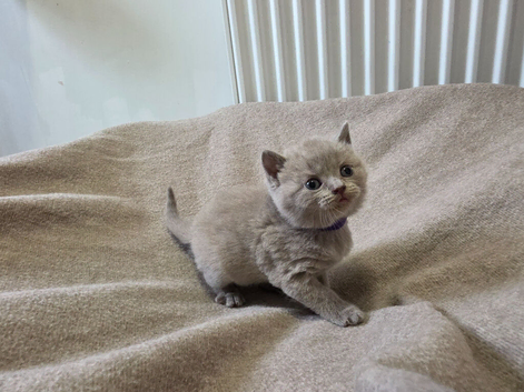 Beautiful bsh kittens