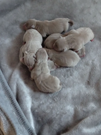 American pocket bulky pups for sale