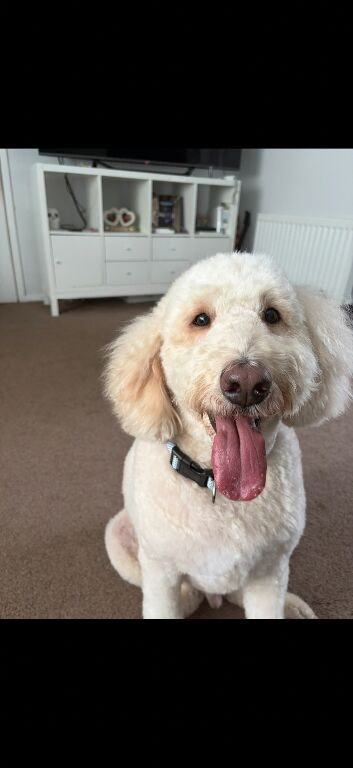 Labradoodle/ Goldendoodle