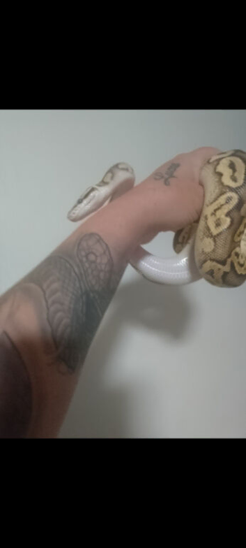 Fire X clown morph ball python