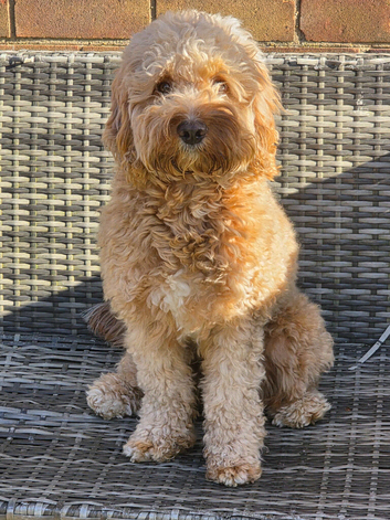 Cockpoo for stud
