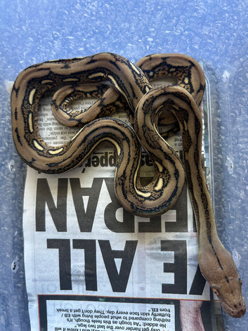 Female tiger Reticulated python &pound;130 HA PHGS