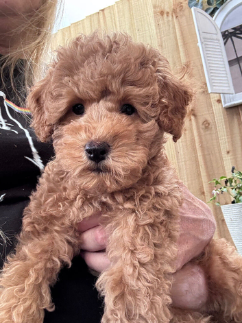 Poodle puppies one boy one girl x