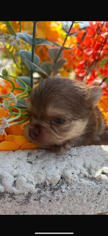 Chihuahua puppies