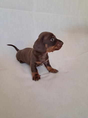 Beautiful KC registered miniature dachshund puppies
