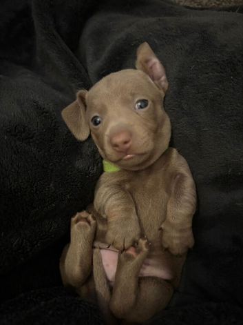 1 little Boy still looking for they&rsquo;re forever home!
