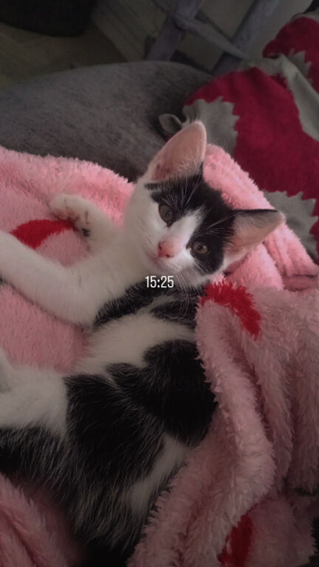 Kitten for rehoming