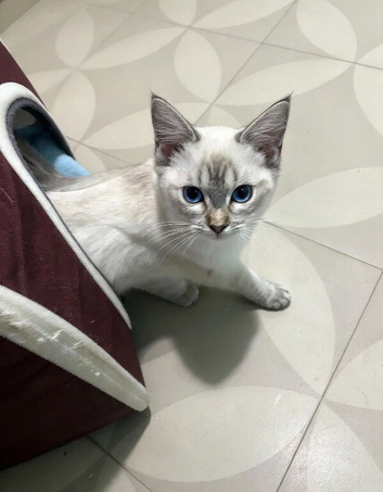 Ragdoll