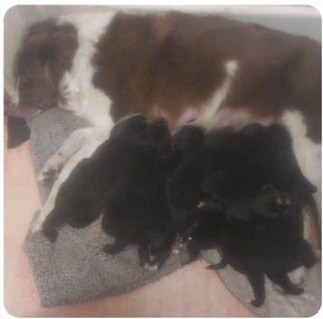 Beautiful mastiff cross pups