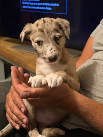 Lurcher pups
