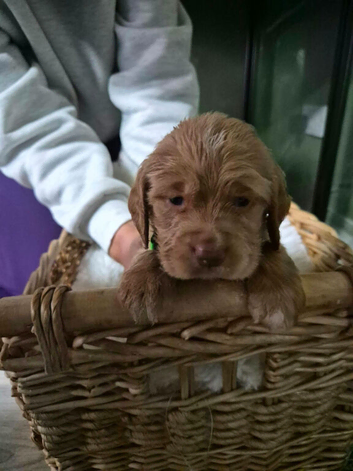 3 Beautiful Puppies