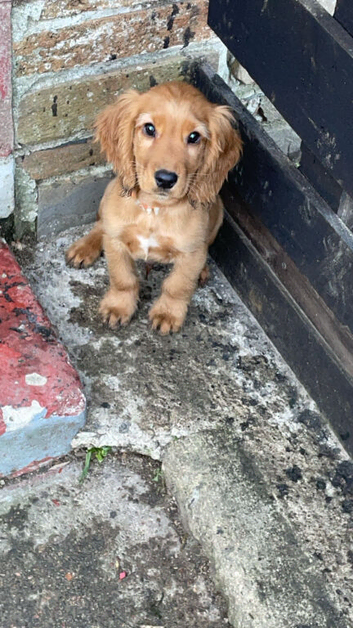 Lovely red spaniel pups