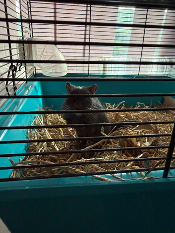 Female Gerbil with food and cage