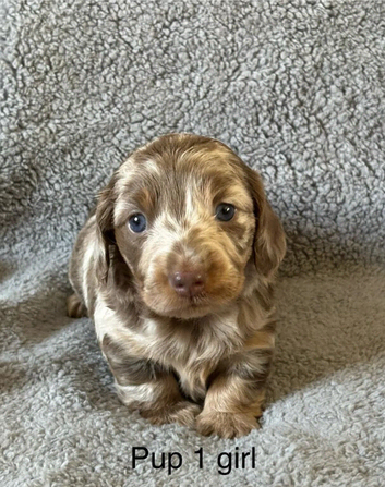 Adoreable Dapple smooth haired Dachshund puppies.