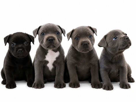 Staffordshire bull terrier