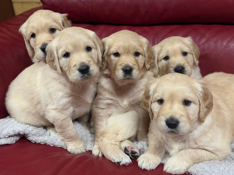 Large Size Pure Golden Retriever Puppies!!!
