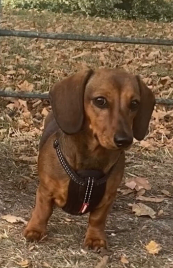 Mini dachshund, Red; 6months old. KC Registered