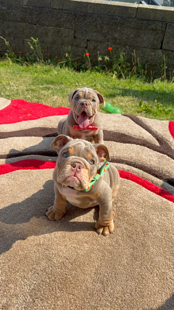 English bulldogs ready to go