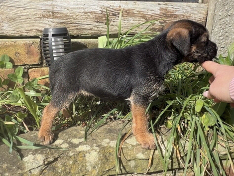 Border terrier boy pups