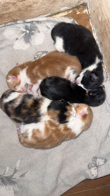 Calico / ginger kittens