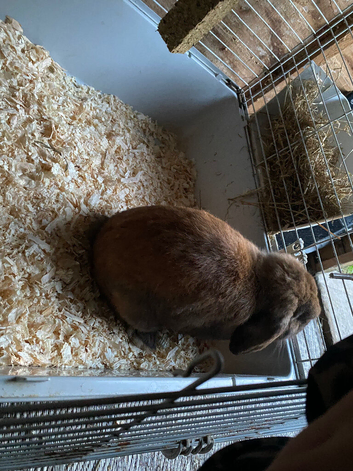 Mini lop rabbit