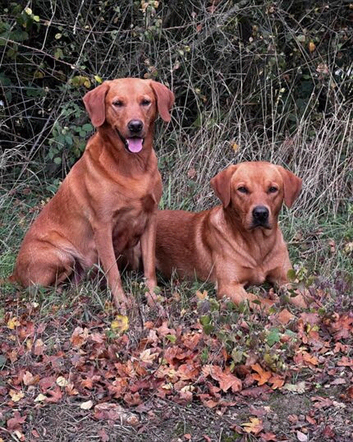 Fox Red Labrador for Stud
