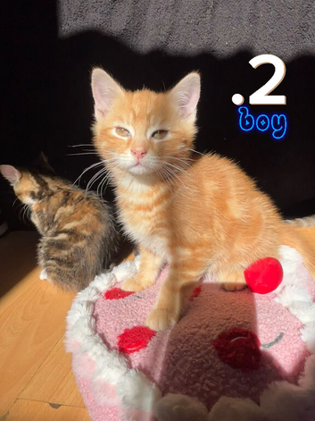 beautiful kittens for sale