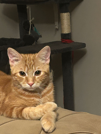 Ginger kitten