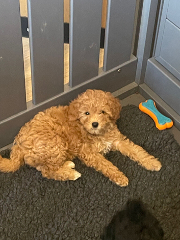 Cavapoo f1b teddy bear