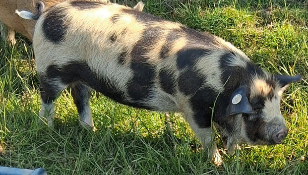 Registered Kune kune
