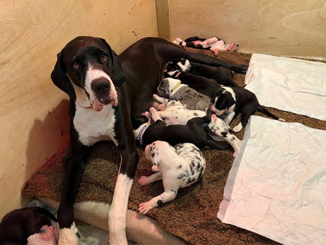 Championship Great Dane Pups