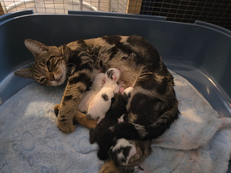 Bengal cross kittens