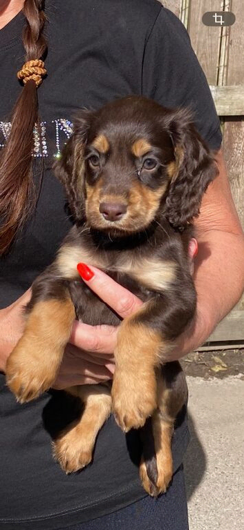 Cocker spaniel pups