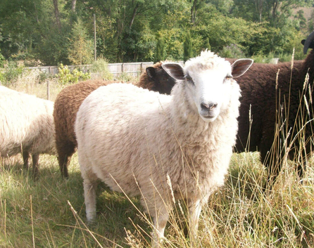 Ram lamb, 5 months old