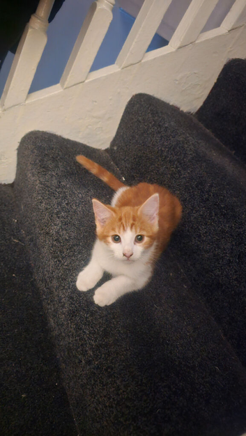 Kitten for sale