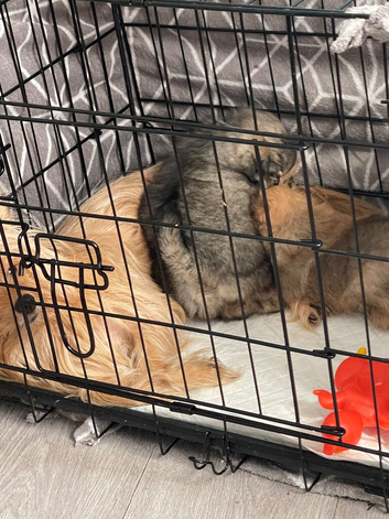 2  grill beautiful pomerian for sell