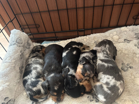 Miniature dachshund pups